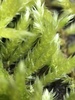 Pleated Foxtail Moss - Photo (c) Scott Morris, some rights reserved (CC BY), uploaded by Scott Morris
