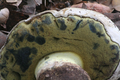 Caloboletus marshii