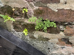 Adiantum capillus-veneris