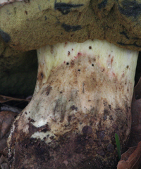 Caloboletus marshii