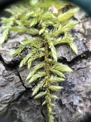 Brachythecium laetum