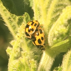 Propylea quatuordecimpunctata