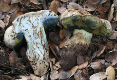 Caloboletus marshii