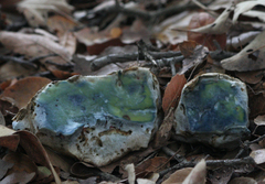 Caloboletus marshii