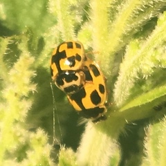 Propylea quatuordecimpunctata