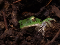 Zhangixalus schlegelii