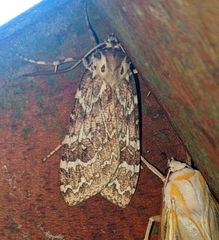 Phaegoptera decrepida