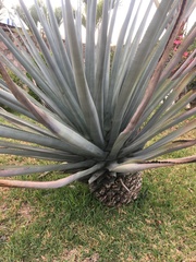 Agave tequilana