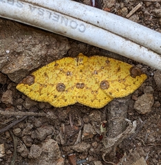 Periclina rumiaria