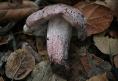 Inosperma adaequatum