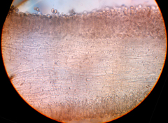 Inosperma adaequatum