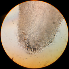 Inosperma adaequatum