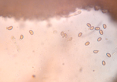 Inosperma adaequatum