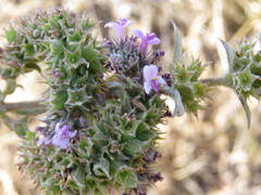 Hyptis rhytidea