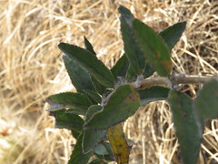 Hyptis rhytidea