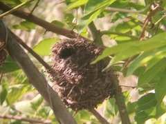 Phleocryptes melanops