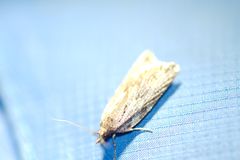 Borboniella