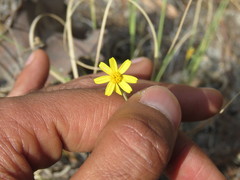 Oxypappus scaber
