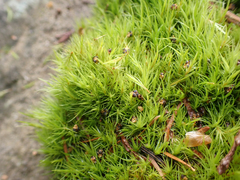 Dicranum howellii