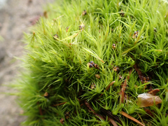 Dicranum howellii