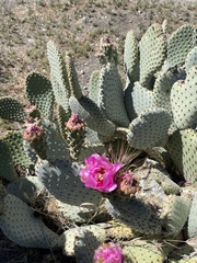 Opuntia basilaris treleasei