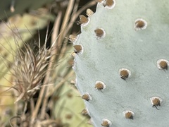 Opuntia basilaris treleasei