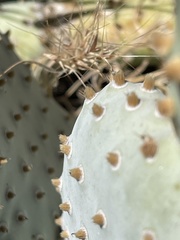 Opuntia basilaris treleasei