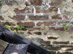 Adiantum capillus-veneris