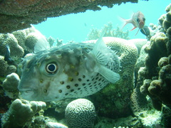 Cyclichthys spilostylus