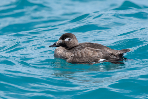 White-winged Scoter, photo 5 of 9