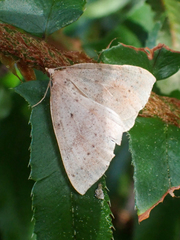 Thallophaga hyperborea