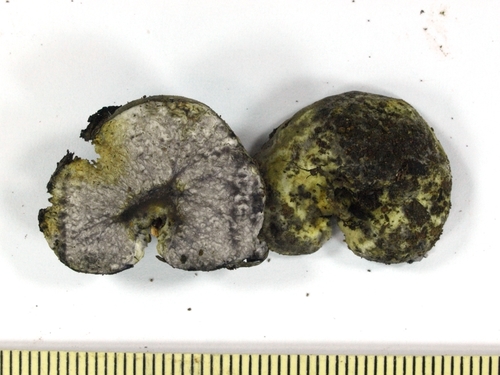 Heliogaster columellifer