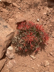 Castilleja scabrida