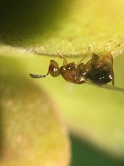 Herodotia subatriventris