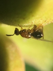 Herodotia subatriventris