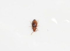 Curelius japonicus