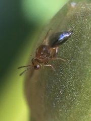 Herodotia subatriventris