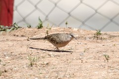 Columbina inca
