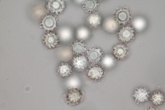 Heliogaster columellifer