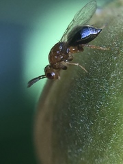 Herodotia subatriventris