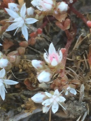 Sedum arenarium