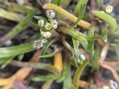 Lepidium oxycarpum