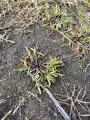 Lepidium oxycarpum