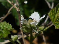 Hoplitis fulgida