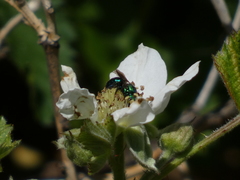 Hoplitis fulgida