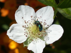 Hoplitis fulgida