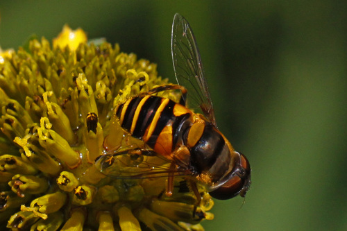 Transverse-banded Flower Fly photo 3