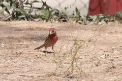 Haemorhous mexicanus