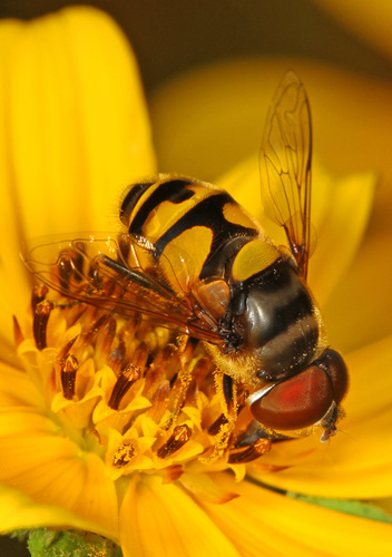 Transverse-banded Flower Fly photo 4