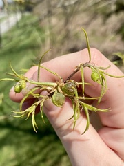 Dryocosmus quercuslaurifoliae